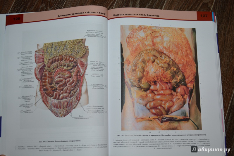 Иллюстрация 6 из 27 для Атлас анатомии человека. В 3-х томах. Том 2 - Билич, Крыжановский | Лабиринт - книги. Источник: ВраЧиталла