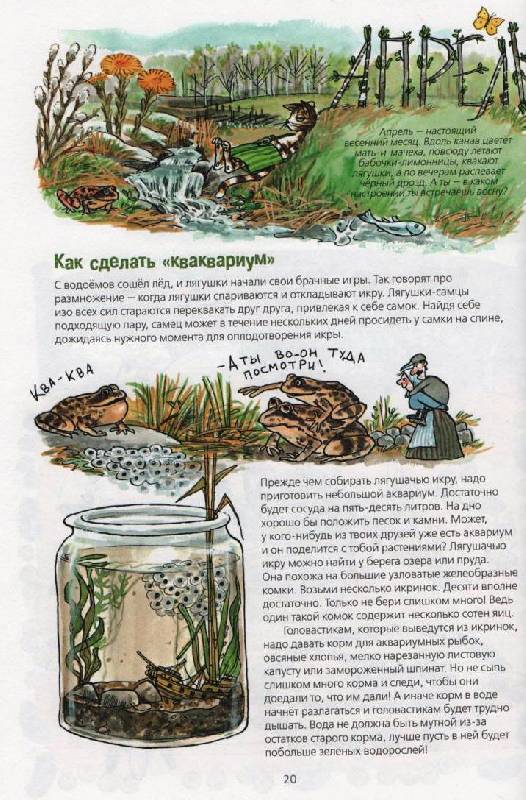 Иллюстрация 13 из 22 для Проделки Финдуса - Нурдквист, Ларсон, Даниельсон | Лабиринт - книги. Источник: Zhanna