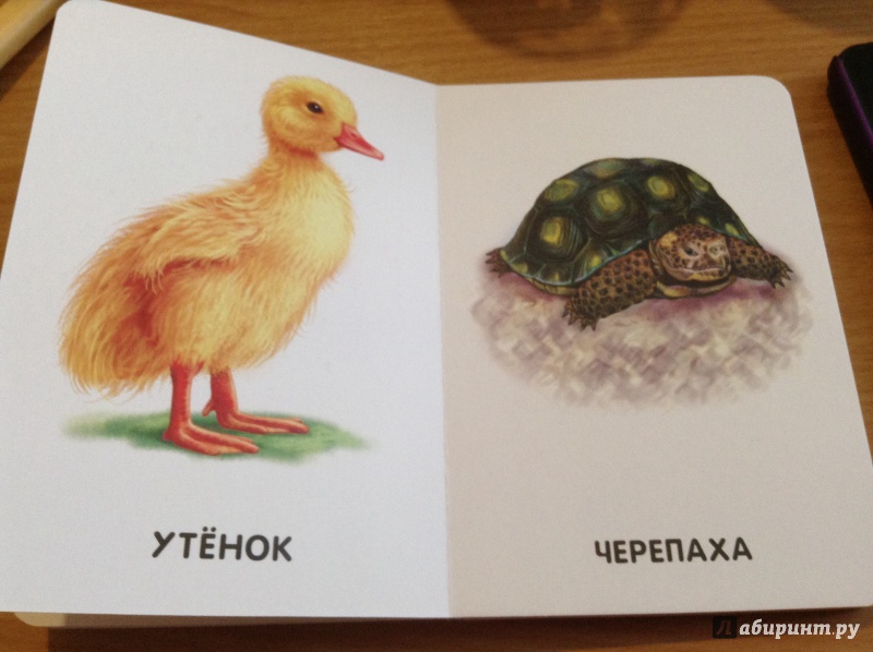 Иллюстрация 6 из 17 для Домашние животные | Лабиринт - книги. Источник: Васильева  Анна