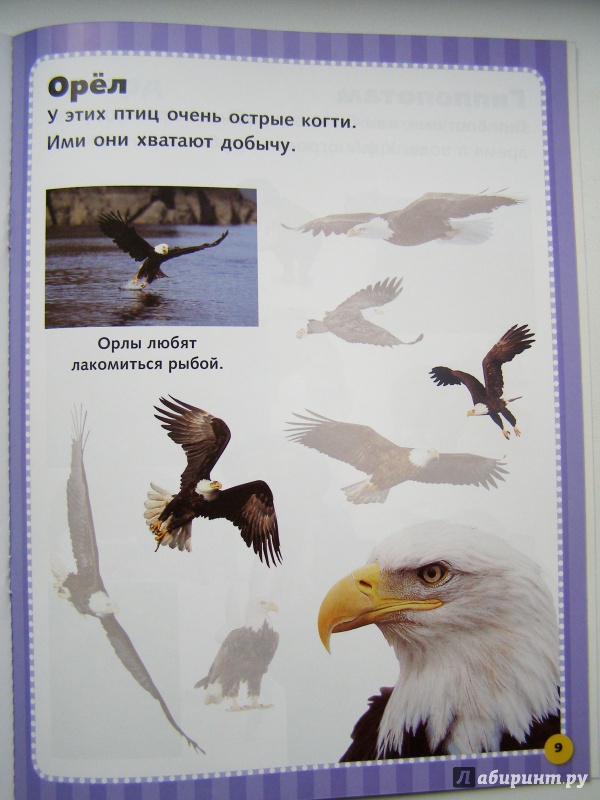 Иллюстрация 29 из 44 для Дикие животные. Наклеивай и учись | Лабиринт - книги. Источник: Elena Yudina