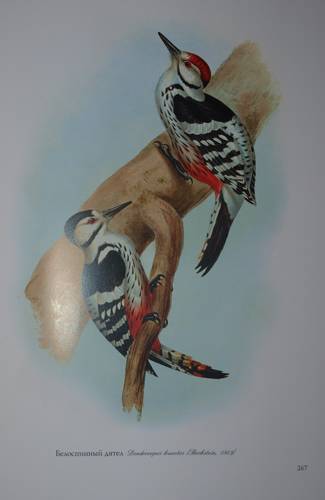 Иллюстрация 22 из 31 для Птицы Европы (в футляре) - Джон Гульд | Лабиринт - книги. Источник: Наталья Бухтиярова