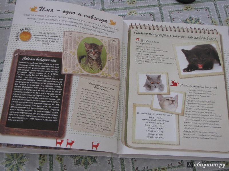 Иллюстрация 14 из 40 для Кошки. Подарок для всех, кто влюблен в кошек - Жан Кювелье | Лабиринт - книги. Источник: Nalyc