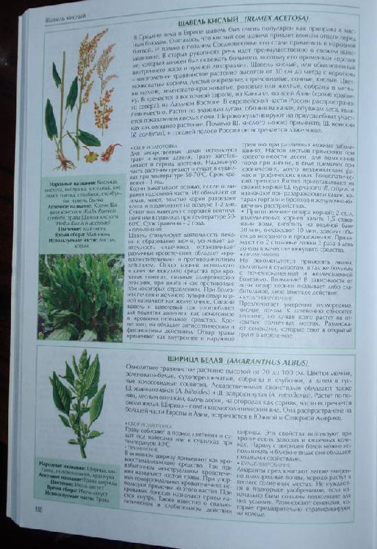 Иллюстрация 4 из 14 для Все о лекарственных растениях - С. Раделов | Лабиринт - книги. Источник: Волчонок