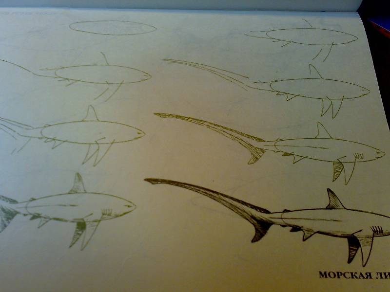 Иллюстрация 31 из 33 для Рисуем 50 акул, китов и других морских животных - Эймис, Бадд | Лабиринт - книги. Источник: Юлия7