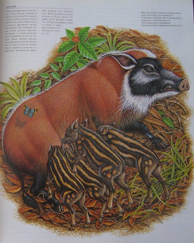 Иллюстрация 17 из 20 для Жизнь животных в ярких картинках и интересных фактах - Джойс Поуп | Лабиринт - книги. Источник: Челла