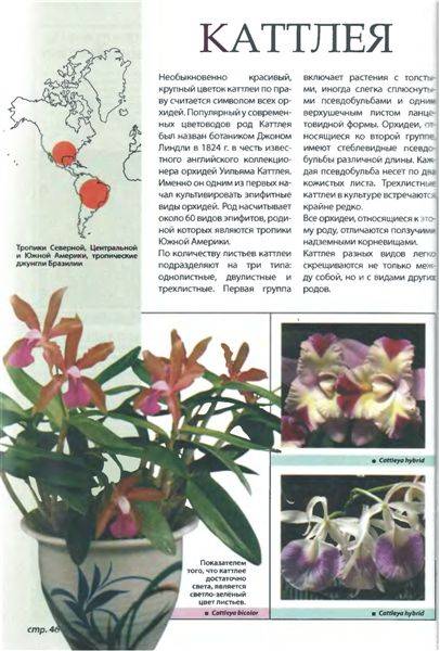 Иллюстрация 13 из 21 для Самые неприхотливые орхидеи - Рой Маккалистер | Лабиринт - книги. Источник: Юта