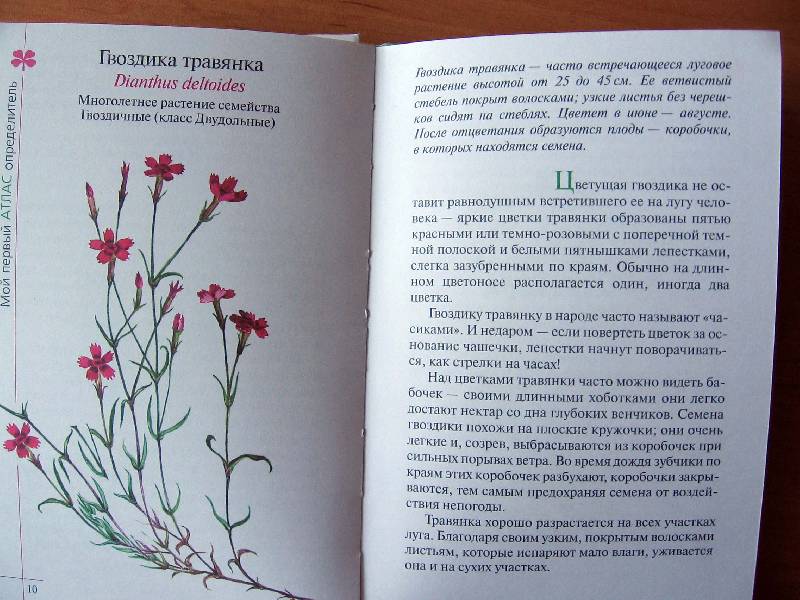 Иллюстрация 11 из 21 для Атлас: Растения луга - Козлова, Сивоглазов | Лабиринт - книги. Источник: Red cat ;)