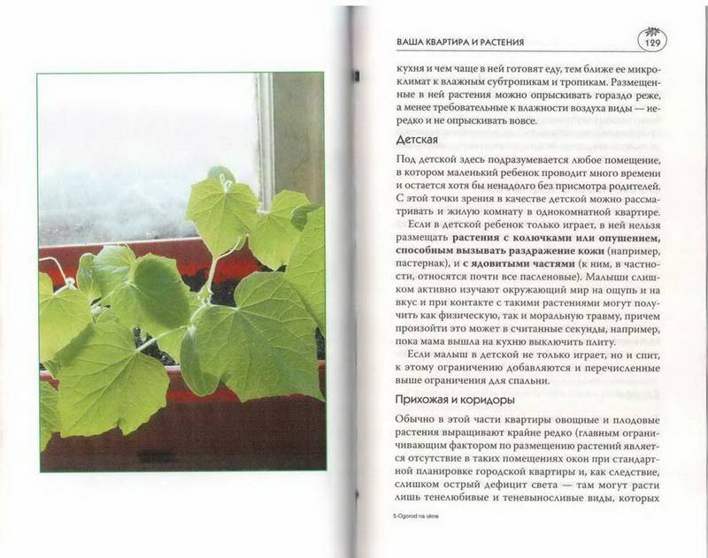 Иллюстрация 10 из 27 для Огород на окне и балконе - Мария Цветкова | Лабиринт - книги. Источник: Ялина