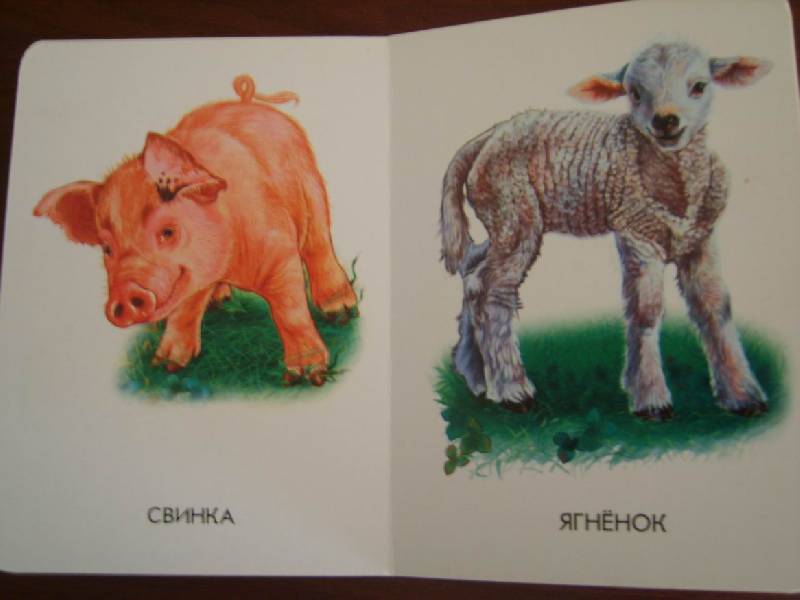 Иллюстрация 2 из 21 для 22 картинки: Домашние животные | Лабиринт - книги. Источник: Tatka