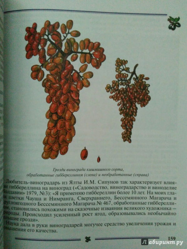 Иллюстрация 18 из 29 для Виноград на приусадебном участке. Пособие для садоводов-любителей - Раджабов, Зармаев | Лабиринт - книги. Источник: Катерина
