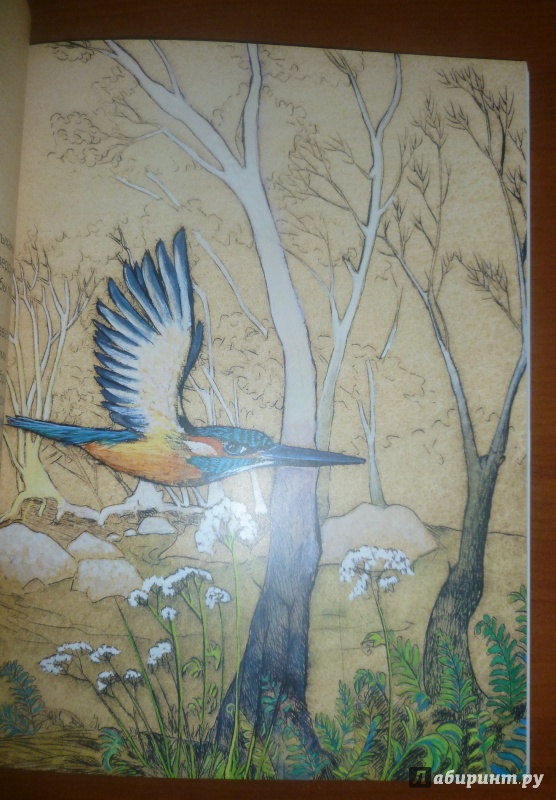 Иллюстрация 26 из 31 для Птичьи сказки - Елена Бальзамо | Лабиринт - книги. Источник: дева
