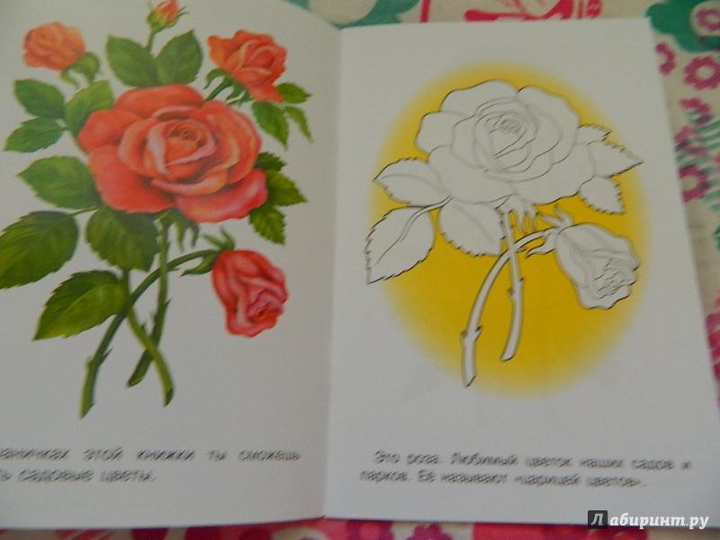 Иллюстрация 26 из 33 для Раскраска "Садовые цветы" | Лабиринт - книги. Источник: Nnatalek