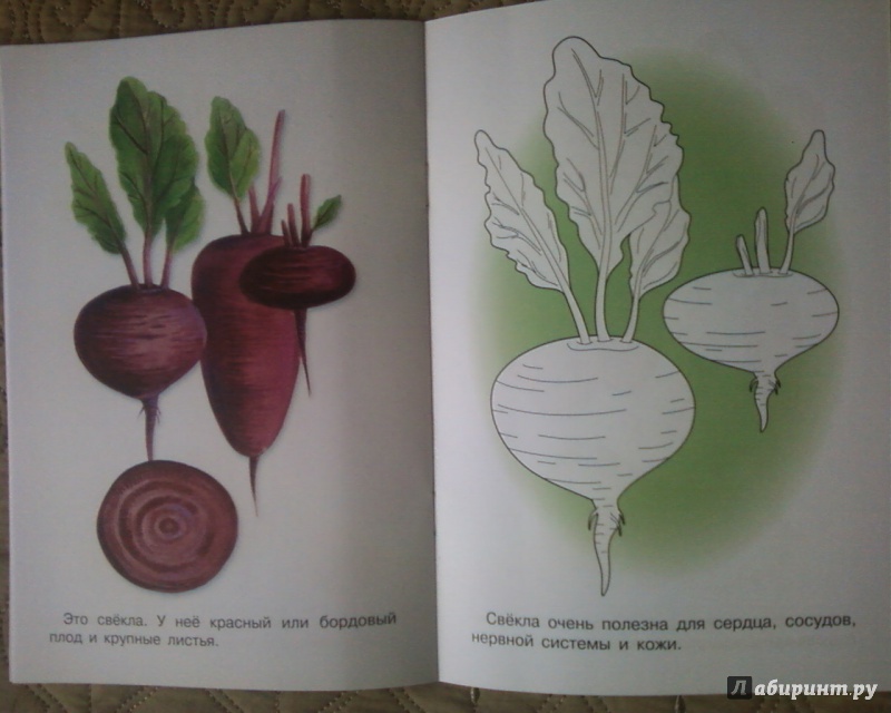 Иллюстрация 7 из 19 для Раскраска "Овощи" | Лабиринт - книги. Источник: Родионова  Надежда