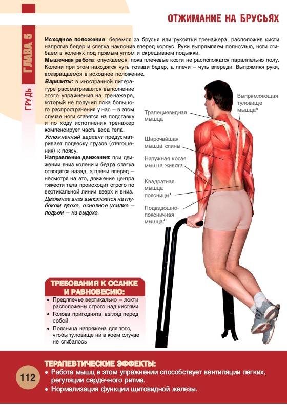 Иллюстрация 9 из 55 для Анатомия физических упражнений - Михаил Ингерлейб | Лабиринт - книги. Источник: Joker