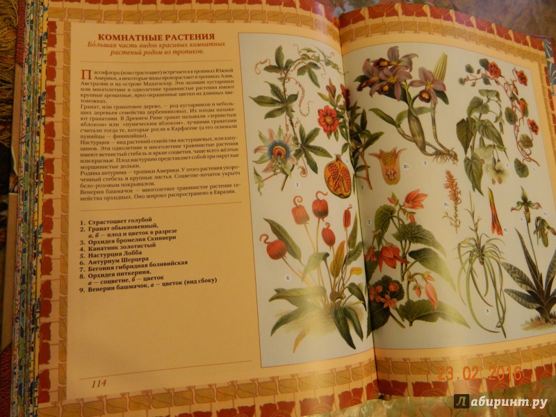 Иллюстрация 6 из 28 для Животные. Растения | Лабиринт - книги. Источник: Лазарева  Екатерина Геннадьевна