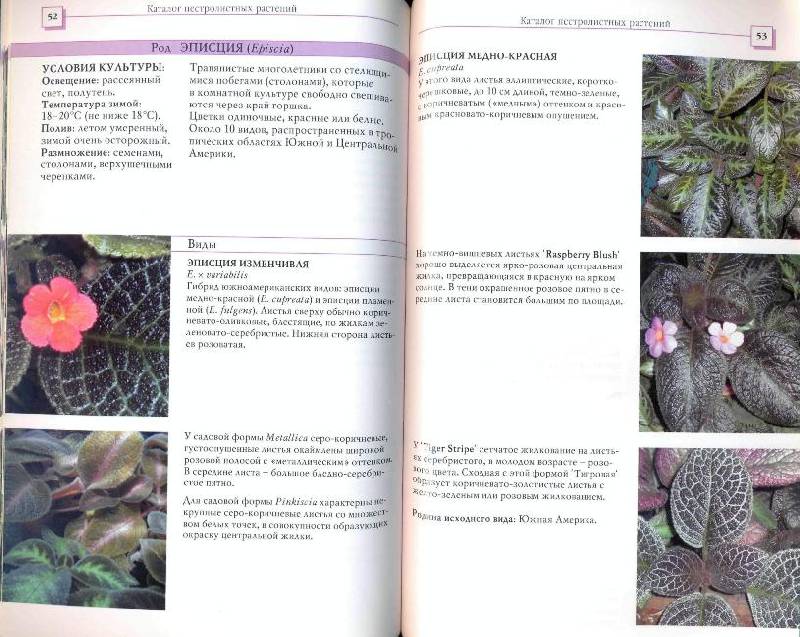 Иллюстрация 3 из 10 для 120 лучших пестролистных комнатных растений - Борис Головкин | Лабиринт - книги. Источник: la Colombina