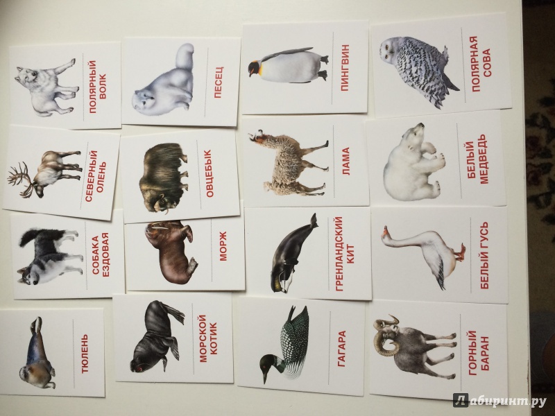 Иллюстрация 18 из 29 для Раздаточные карточки "Животные холодных широт" (16 штук) | Лабиринт - книги. Источник: Amico