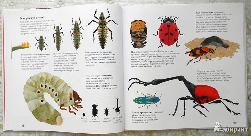Иллюстрация 16 из 43 для В мире жуков. Интересные факты о животных - Стив Дженкинс | Лабиринт - книги. Источник: Раскова  Юлия