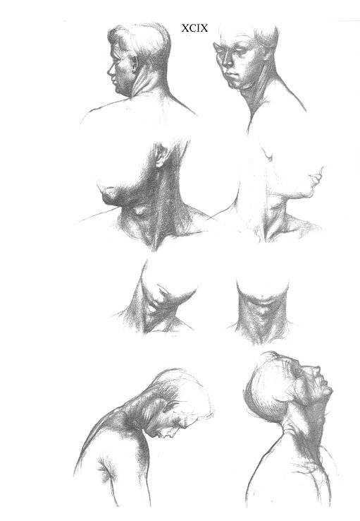 Иллюстрация 18 из 25 для Анатомия для художников - Ене Барчаи | Лабиринт - книги. Источник: Спанч Боб