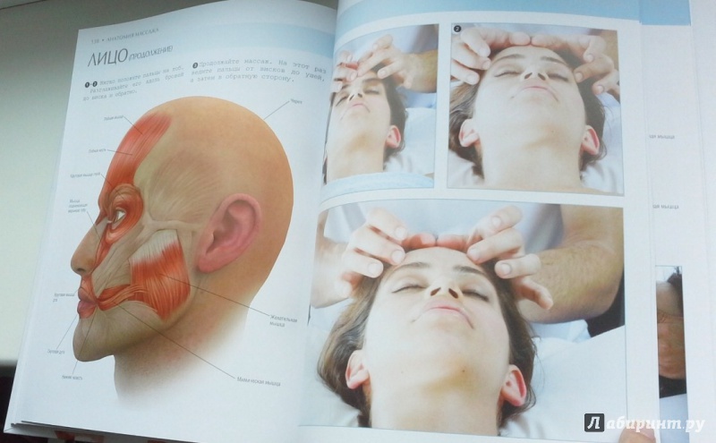 Иллюстрация 9 из 11 для Анатомия массажа - Эллсуорт, Олтман | Лабиринт - книги. Источник: Svetlana  Sun