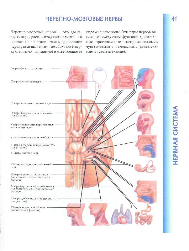 Иллюстрация 31 из 40 для Атлас анатомии человека | Лабиринт - книги. Источник: фиалка