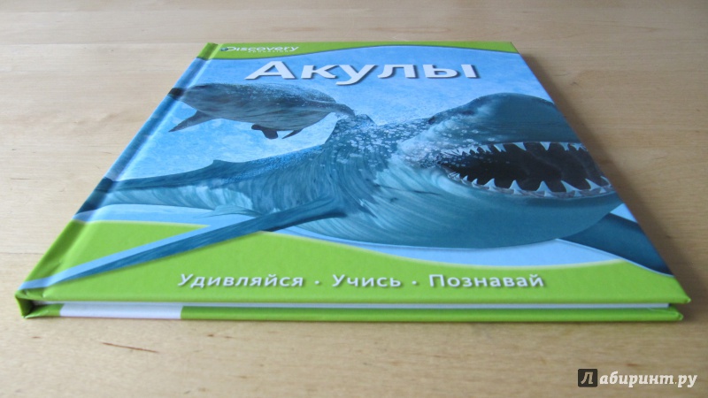 Иллюстрация 4 из 19 для Акулы | Лабиринт - книги. Источник: Данилова  Мария Александровна