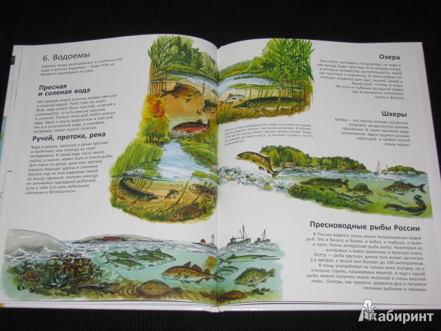 Иллюстрация 58 из 60 для Книга для начинающих великих рыболовов - Нурдквист, Вернер-Карлссон | Лабиринт - книги. Источник: Nemertona