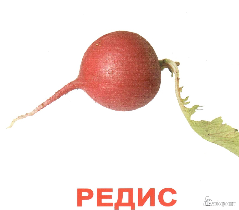 Иллюстрация 29 из 36 для Комплект карточек "Овощи" (16,5х19,5 см) - Носова, Епанова | Лабиринт - игрушки. Источник: irinka_kiv