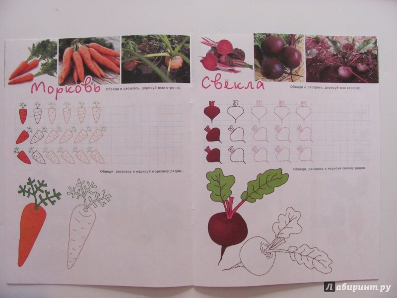 Иллюстрация 6 из 10 для Познавательные прописи "Овощи" (33980) | Лабиринт - книги. Источник: Гончарова  Виктория Александровна