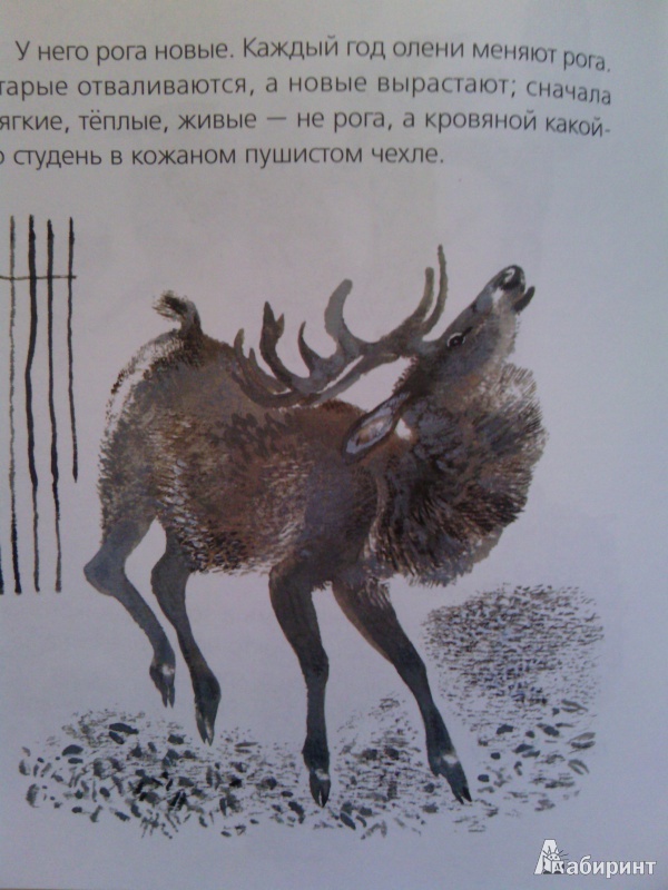 Иллюстрация 5 из 12 для Птичье озеро - Евгений Чарушин | Лабиринт - книги. Источник: SV_V