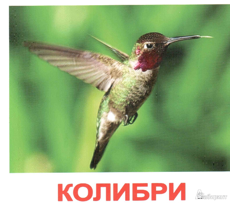 Иллюстрация 20 из 27 для Комплект карточек "Птицы" (16,5х19,5 см) - Носова, Епанова | Лабиринт - игрушки. Источник: irinka_kiv
