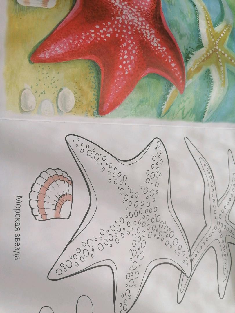 Иллюстрация 26 из 34 для Раскраска Жители морей | Лабиринт - книги. Источник: Савушкина Ольга