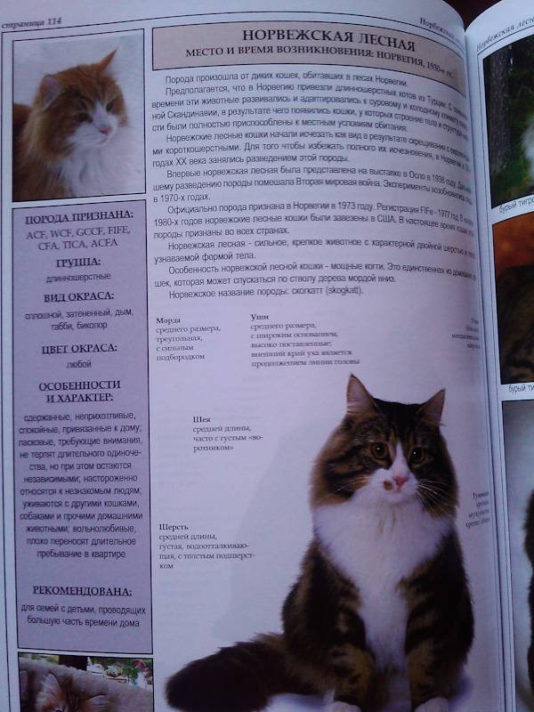 Иллюстрация 33 из 39 для Все о породах кошек - Джульетта Мей | Лабиринт - книги. Источник: Leisured