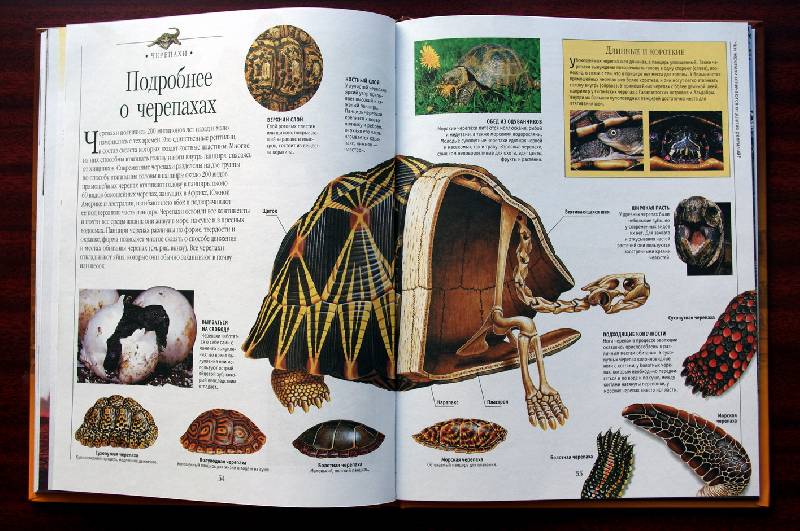 Иллюстрация 32 из 45 для Динозавры и рептилии | Лабиринт - книги. Источник: Валерия