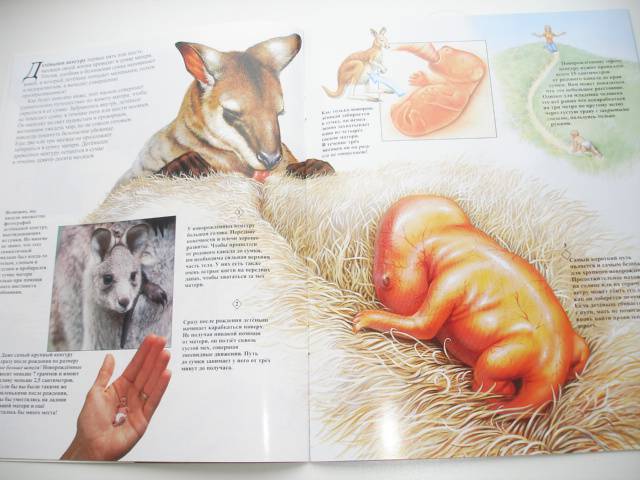 Иллюстрация 56 из 96 для Мир животных (17 книг в боксе) | Лабиринт - книги. Источник: Осьминожка