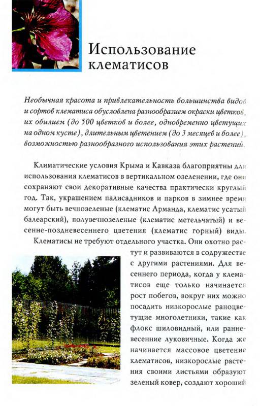 Иллюстрация 23 из 26 для Клематисы - Донюшкина, Зубкова | Лабиринт - книги. Источник: Ялина