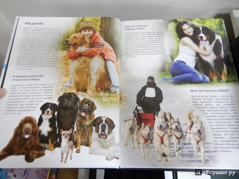 Иллюстрация 5 из 9 для Энциклопедия о собаках. Все о собаках | Лабиринт - книги. Источник: dbyyb