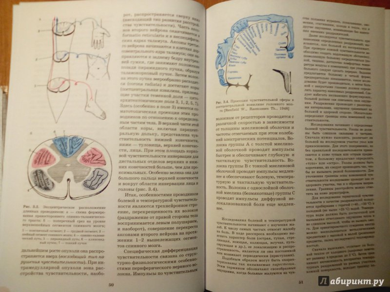 Иллюстрация 9 из 49 для Топическая диагностика заболеваний нервной системы. Руководство для врачей - Скоромец, Скоромец, Скоромец | Лабиринт - книги. Источник: Кувшинова  Таня Константиновна