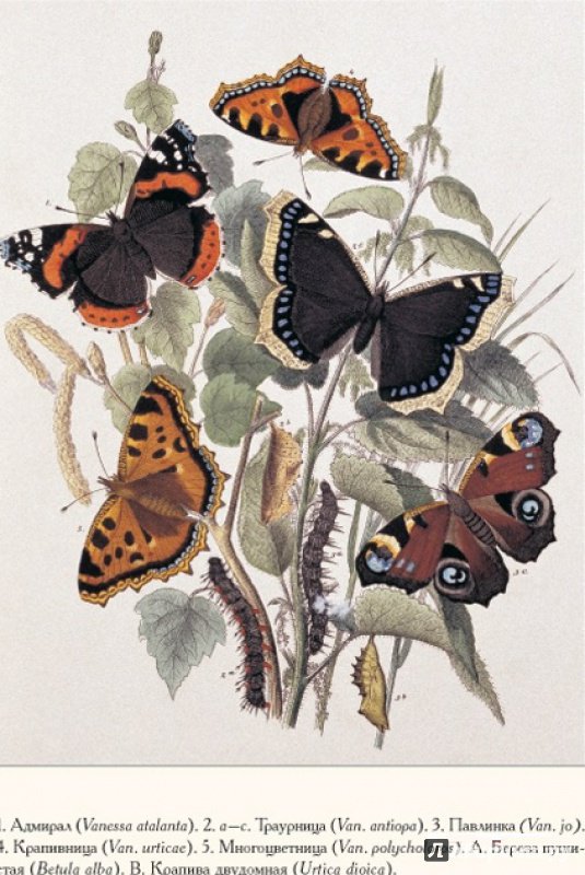 Иллюстрация 12 из 15 для Бабочки Европы | Лабиринт - книги. Источник: Алекс