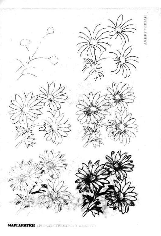 Иллюстрация 17 из 29 для Рисуем 50 цветов и деревьев - Эймис, Эймис | Лабиринт - книги. Источник: фиалка