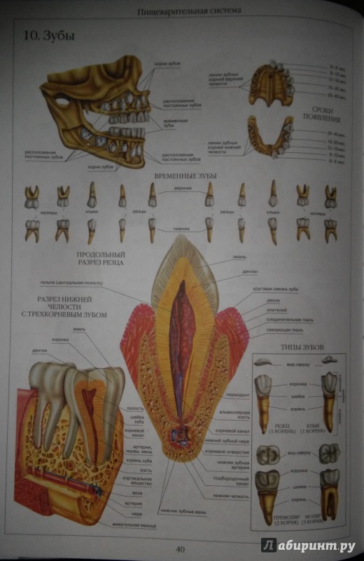 Иллюстрация 9 из 39 для Атлас анатомии человека | Лабиринт - книги. Источник: WhiteOwl