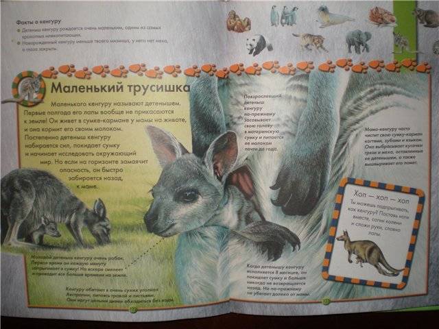 Иллюстрация 33 из 33 для Моя первая энциклопедия животных - Стив Паркер | Лабиринт - книги. Источник: Гостья