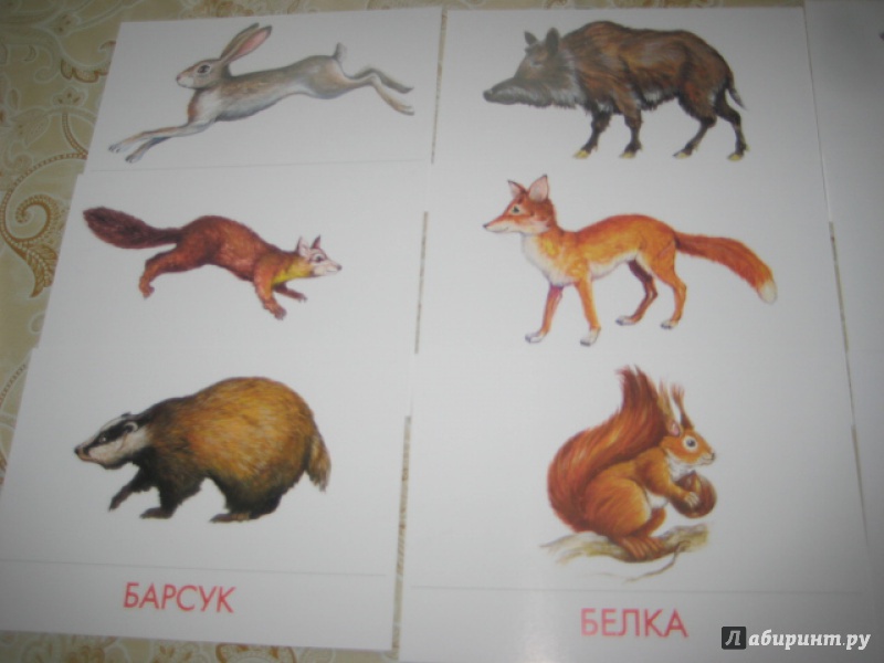Иллюстрация 14 из 17 для Дидактические карточки "Животные наших лесов" | Лабиринт - игрушки. Источник: Оксана Бельнова