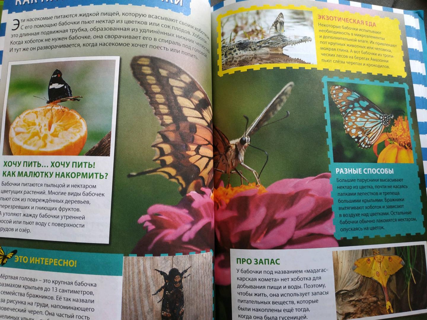 Зеленая книга бабочки