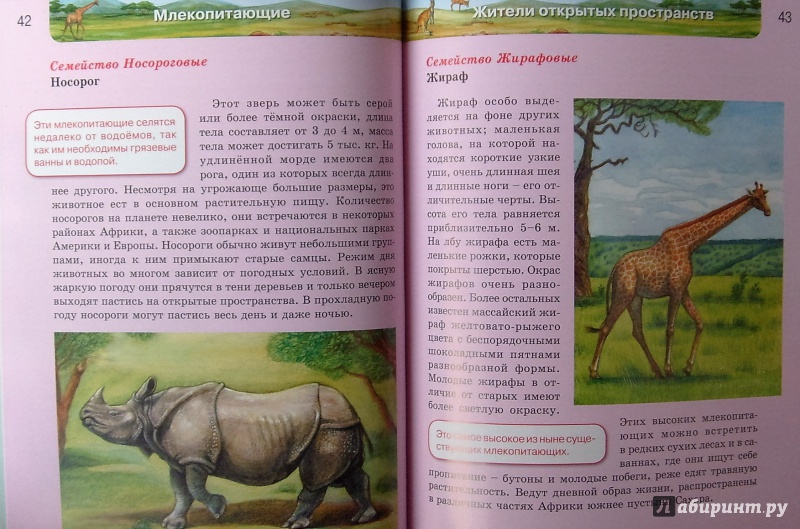 Иллюстрация 26 из 64 для Млекопитающие | Лабиринт - книги. Источник: Соловьев  Владимир