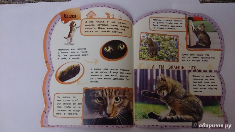 Иллюстрация 3 из 11 для Домашние животные - Оксана Мазур | Лабиринт - книги. Источник: Шмелева  Татьяна Сергеевна