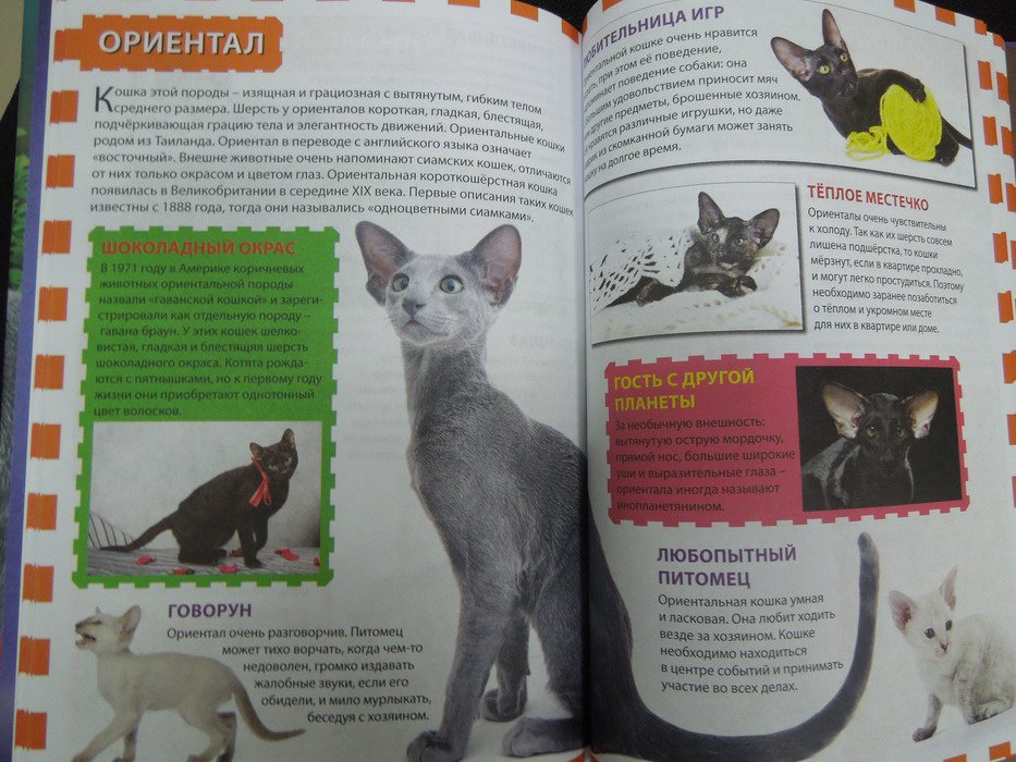 Иллюстрация 17 из 24 для Кошки и котята | Лабиринт - книги. Источник: Королева  Кристина