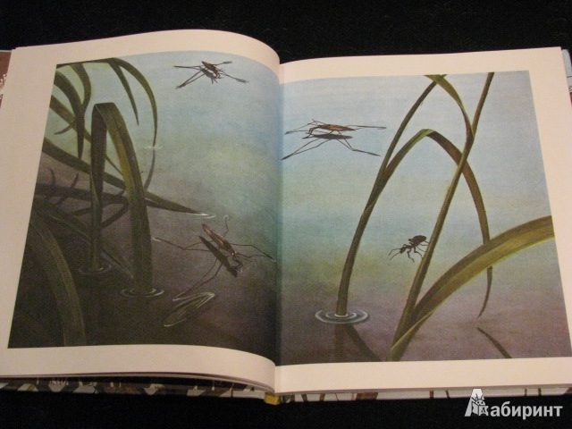 Иллюстрация 38 из 49 для Лесные разведчики - Виталий Бианки | Лабиринт - книги. Источник: Nemertona