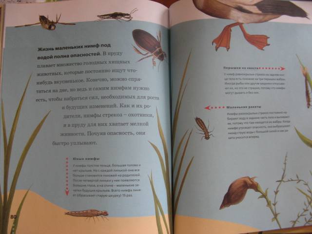 Иллюстрация 23 из 36 для Пчелы, бабочки, стрекозы - Тинг Моррис | Лабиринт - книги. Источник: varta