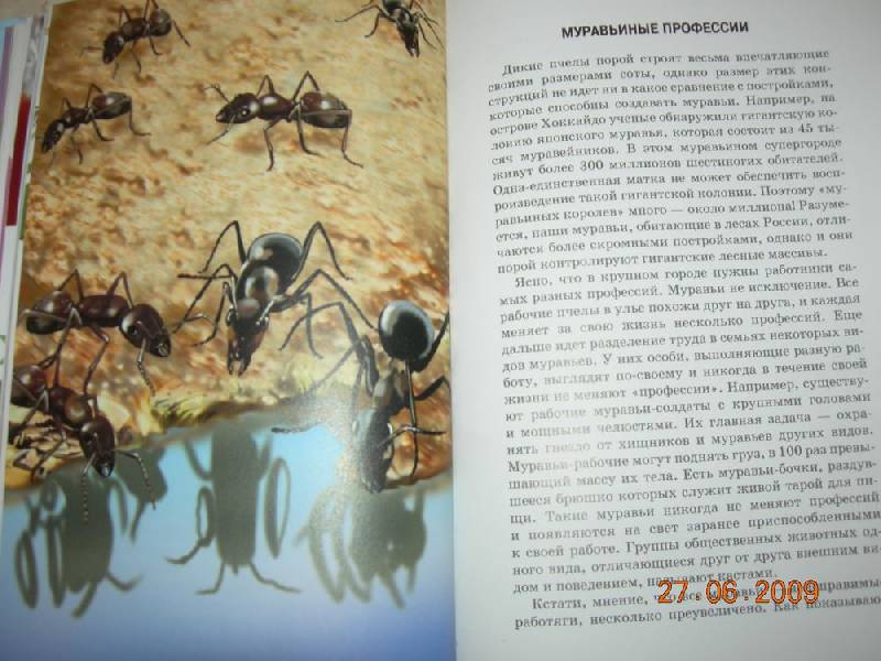 Иллюстрация 26 из 40 для Жуки и другие удивительные насекомые - Сергей Афонькин | Лабиринт - книги. Источник: Соловей
